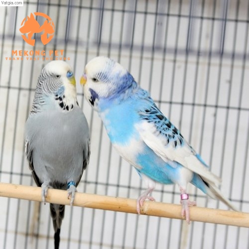Các lưu ý nào cần quan tâm khi nuôi vẹt yến phụng hiện nay